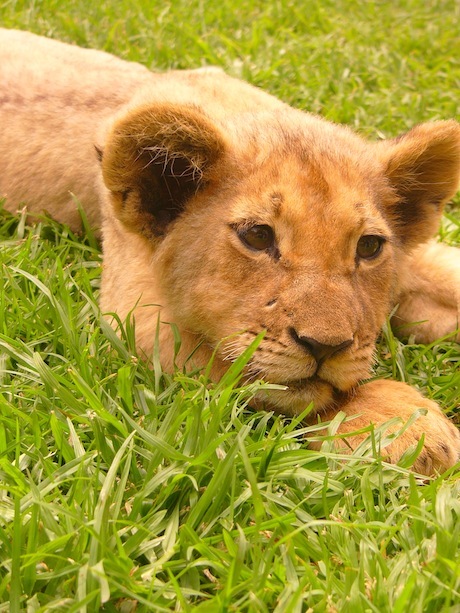 Cub at the antelope park 